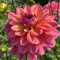 Dahlia Great Silence 